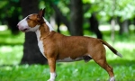 Miniaturowy bull terrier